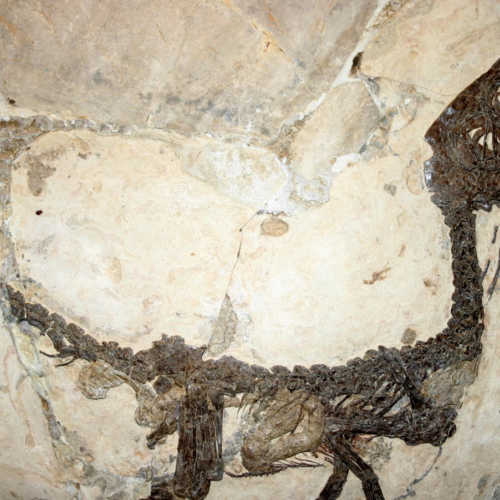 Nuove ricerche per il dinosauro Ciro, il fossile di Pietraroja