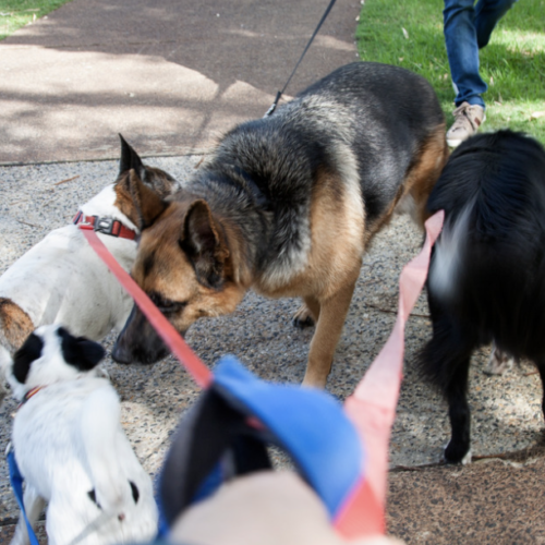Villetta via Gemito, un dog park per gli amici a quattro zampe